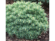 403,5���. ����� Pinus strobus Minima (������ 1,5�)