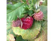 �������� ���� , ���������� � �������.