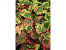 48,93���. ���������� �����(�������� ���� �� 3 ��., ����������� ����� 1��.).jpg