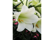 26,5���. ����� ������ �������(��� 7 ��. ���������� �� 2��.).jpg