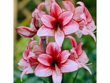 ��������� �������315.jpg