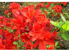 ������ �������-310