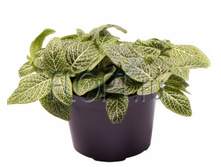 �������� ���� ���� 8�12. 74,55 ���.jpg