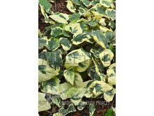 Hedera colchica Dentata Variegata ���� ���������� ������� ��������� 2 ltr € 5,77 432,96�..jpg