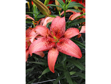 32,36���. ����� ����� ����(��� 5 ��. ���������� �� 2��.)���17.jpg