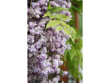 Wisteria floribunda Violacea Plena �������� ��������������� �������� ����� 2 ltr € 7,77 582,58�..jpg