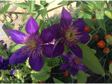 �������� ������ ���( ������ �������� � ��� �������)