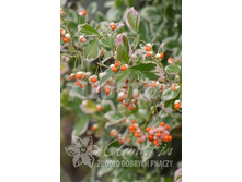 Euonymus fortunei Silver Queen ��������� ������� ������� ���� 2 ltr € 3,91 293,46�..jpg