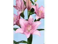 29,03���. ����� ���� �����(��� 7 ��. ���������� �� 2��.)���17.jpg