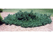 403,5���. ����� Pinus sylvestris Albyns (������ 1,5�)