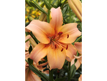 36,58���. ����� ���� ��������(��� 5 ��. ���������� �� 2��.).jpg