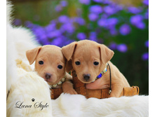 ������� ��������