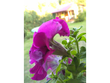 IMG 20160810 184745.jpg