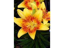 29,84���. ����� ����� ������(��� 5 ��. ���������� �� 2��.)���17.jpg