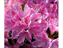 ������ ��������� ����-136