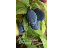 Lonicera kamtschatica Atut ��������� ���������� ���� 2 ltr € 4,95 371,08�..jpg