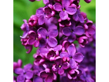 194���. ������ ������������ ����� ����.jpg