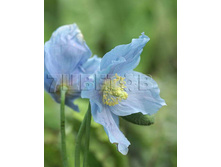 Meconopsis betonicifolia ���������� �������������� € 1,88 137,24���..jpg