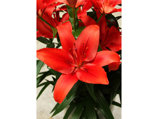 19,74���. ����� �������(��� 7 ��. ���������� �� 2��.)���16.jpg