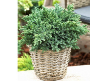 86,7���. ������������ Juniperus squamata Blue Spider_P9 12-15.jpg