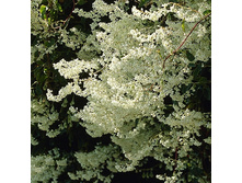 150���. ����� �������.jpg