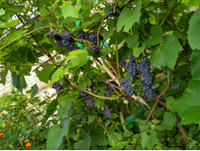 IMG 20160827 122825 HDR.jpg