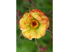 200,5���. �������� ������ ������� COCKTAILS™(�������� ���� �� 1 ��., ����������� ����� 1��.).jpg