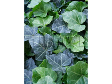 Hedera helix Thorndale ���� ������������ �������� 2 ltr € 4,24 318,21�..jpg