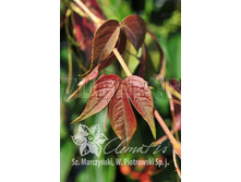 Parthenocissus himalayana v.rubriflora ������� �������� ����������� ������������� 2 ltr € 6,52 489,21�..jpg