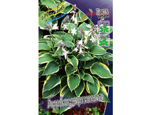 46,55���. ����� ��������������(�������� ���� �� 2 ��., ����������� ����� 1��.).jpg