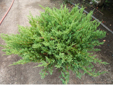 97,2���. ������������ Juniperus horizontalis Youngstone_P10,5 rond.jpg