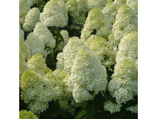 ��������� ���.�������� ������� �1,5-336�.jpg