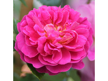 Rosa miniature Melina.jpg