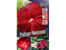 219,5���. �������� ��������� ������ �������(�������� ���� �� 1 ��., ����������� ����� 1��.).jpg