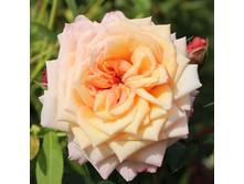 Rosa climbing Barock.jpg