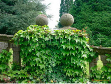 Parthenocissus tricuspidata Diamond Mountains ������� �������� ������������ ������� �������� 2 ltr € 5,70 427,33�..jpg
