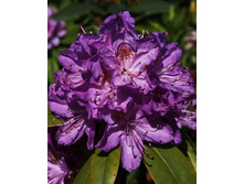 301���. ����������� ��������� ��������� ������������.jpg