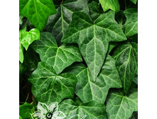 185���. ���� �������� ��������.jpg