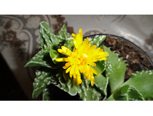 �������� �������� (Faucaria tigrina)-