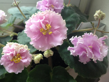 ���� ����������