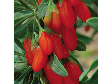 Lycium barbarum № 1 ������ ������������ № 1 2 ltr € 6,06 454,33�..jpg