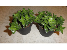 �������� ������ ���� Crassula Springtime -