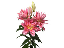 57,68���. ����� ROSELILY �����(�������� ���� �� 5 ��., ����������� ����� 1��.)���17.jpg