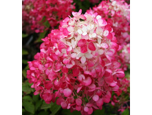 229���. ��������� ����������� ������� ���.jpg