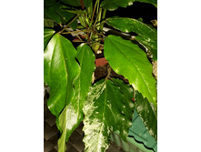 �������� "������" �����������