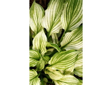 334,8���. ����� ����� �������(�������� ���� �� 1 ��., ����������� ����� 1��.)���17.jpg