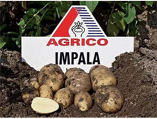 ������ (�����) 41���. �� 1��.jpg