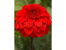 Dahlia Melody Bolero �������� ������ ������ € 1,03 75,19���..jpg