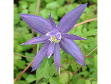 Clematis alpina Lagoon �������� ���������� ����� 1 (��� �������) 2 ltr € 6,04 453,21�..jpg