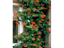 164���. ��������� ������ �������� �������.jpg